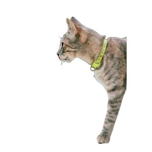 Side View Of A Tabby Cat With A Green Collar Standing Outdoors. Perfect For Pet Lovers. 14761 - Cat PNG image with transparent background